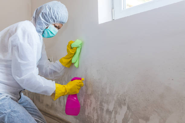 Mold Remediation for Vacation Homes in Calwa, CA