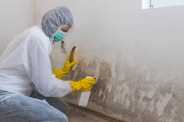 Trusted Calwa, CA Mold Inspection Experts