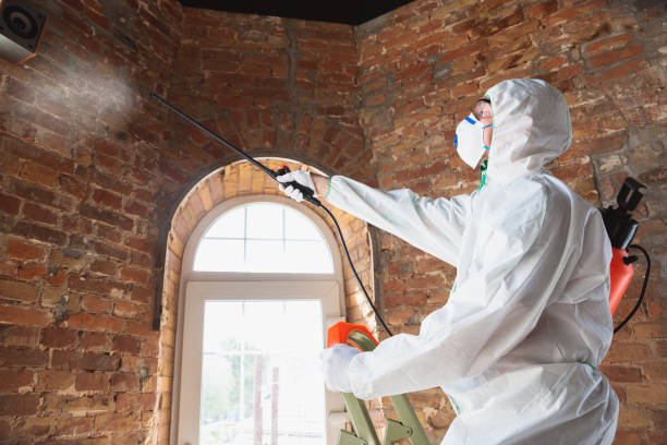 Best Basement Mold Removal  in Lwa, CA